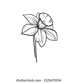 Vector hand drawn sketch with daffodil flower isolated on white. Botanical free hand drawing. 