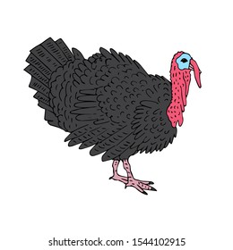 Vector hand drawn sketch doodle colored turkey isolated on white background
