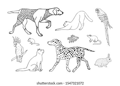 Vector hand drawn sketch doodle set bundle of black outline different pets isolated on white background