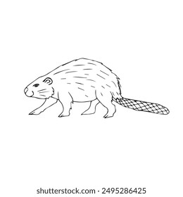 Vector hand drawn sketch doodle outline beaver isolated on white background