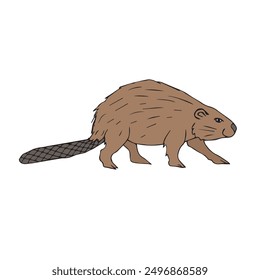 Vector hand drawn sketch doodle colored beaver isolated on white background