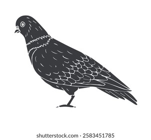 Vector hand drawn sketch doodle pigeon isolated on white background