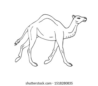 Vector hand drawn sketch dromedary one humped camel isolated on white background