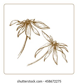 Vector hand drawn sketch of the flowers with frame on the white background. Linear illustration of the beautiful summer flowers.