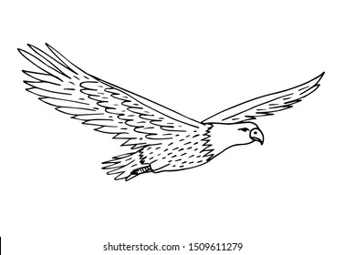 Vector hand drawn sketch flying American eagle isolated on white background