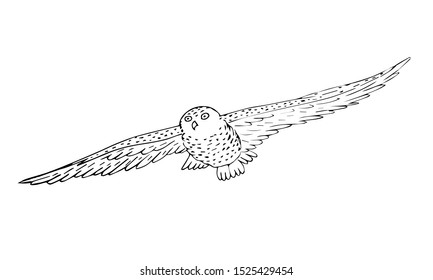 Vector hand drawn sketch flying polar owl isolated on white background