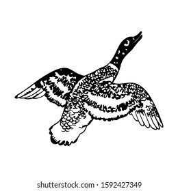 Vector  of hand drawn sketch flying duck isolated on white background Hunting club logo Elegant flying birds wings black and white simple vintage sketch craft paper wild migration