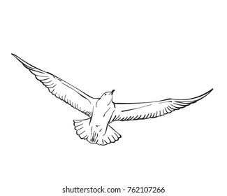Vector hand drawn sketch of flying seagull, Line art illustration isolated on white background