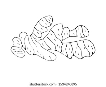 Vector hand drawn sketch ginger root isolated on white background