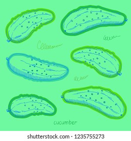 Vector hand drawn sketch of green cucumbers. Colored illustration on bright background