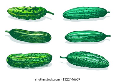 Vector hand drawn sketch of green cucumbers. Colored illustration isolated on white background.