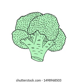 Vector hand drawn sketch green broccoli isolated on white background