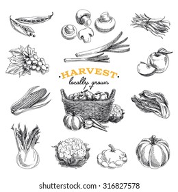 Vector hand drawn sketch Harvest set. Eco foods.Vector illustration.