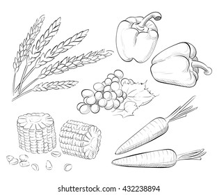 Vector hand drawn sketch Harvest set. Eco foods. Carrot corn wheat pepper grapes. Shavuot.