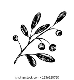 Vector hand drawn sketch holly, branch with berry, isolated on a white background.. Christmas, new year holiday celebration symbol.