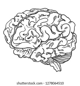 Vector Hand Drawn Sketch Human Brain Stock Vector (Royalty Free ...