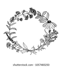 Vector hand drawn sketch illustration with herbs and spices. Botanical elements for design on a white background. Sketch of branch, foliage,leaves, berries.