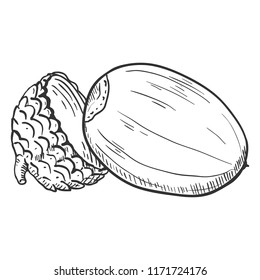 Vector Hand Drawn Sketch Illustration - Old Acorn without Cap