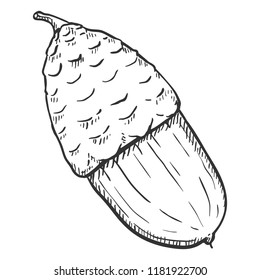 Vector Hand Drawn Sketch Illustration - Single Acorn