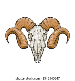 Vector hand drawn sketch illustration of ram skull, vector line art illustration