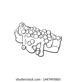 Vector hand drawn sketch illustration of cake with blueberry, vector illustration isolated on white background