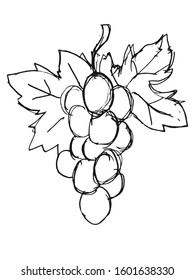 Vector, hand drawn, sketch illustration of bunch of grapes. Motives of wine, beverages, foods and drinks