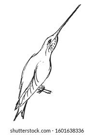 Vector, hand drawn, sketch illustration of hummingbird. Motives of wildlife, exotic animals, birds, nature