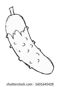 Vector, hand drawn, sketch illustration of cucumber. Motives of gardening, agriculture business, foods and drinks
