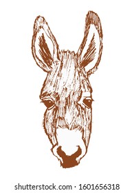 Vector, hand drawn, sketch illustration of donkey. Motives of conceptual print, humor and fashion