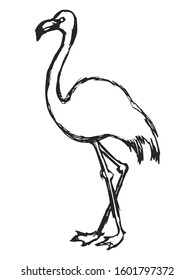 Vector, hand drawn, sketch illustration of flamingo. Motives of wildlife, nature, education