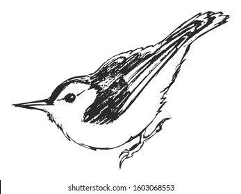 Vector, hand drawn, sketch illustration of nuthatch. Motives of nature, wildlife, birds