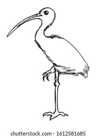 Vector, hand drawn, sketch illustration of ibis. Motives of zoology, education, world of animals, wildlife