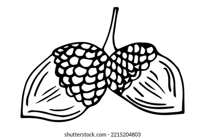 Vector Hand Drawn Sketch Illustration - Pair of Acorns on the Same Branch