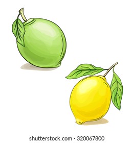 Vector hand drawn sketch illustration of lime and lemon with leaves isolated on white. EPS 10. Ideal for food packaging design