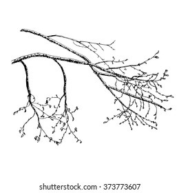 Vector hand drawn sketch illustration of tree's branch in spring.