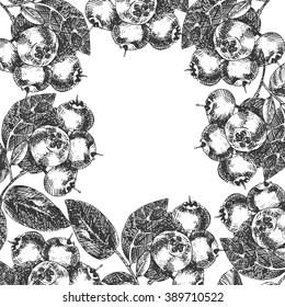 vector hand drawn sketch illustration of bilberry. botanical detailed frame drawing