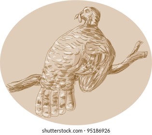vector Hand drawn sketch illustration of a wild turkey perching on branch viewed from rear.