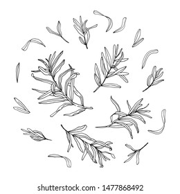 Vector hand drawn sketch laurel leaves and bunches isolated on white. Vintage rustic decorative round composition of leaves and branches. Perfect for wedding stationery, invitation, social media 