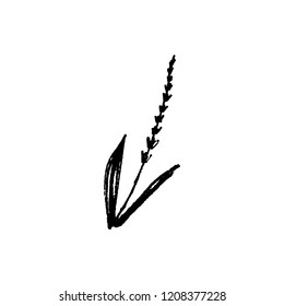 Vector hand drawn sketch of lavender branch. Element for design labels, logo, packages, textile and other
