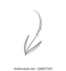 Vector hand drawn sketch of lavender branch. Element for design labels, logo, packages, textile and other