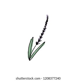 Vector hand drawn sketch of lavender branch. Element for design labels, logo, packages, textile and other