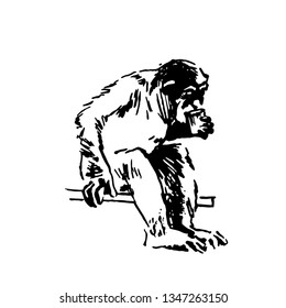 Vector hand drawn sketch of monkey isolated on white background