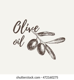 Vector hand drawn sketch of olive tree branch. Olive oil lettering. Vector illustration. EPS 10