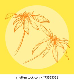 Vector hand drawn sketch of the orange flowers with circle frame on the yellow background. Linear illustration of the beautiful summer flowers.