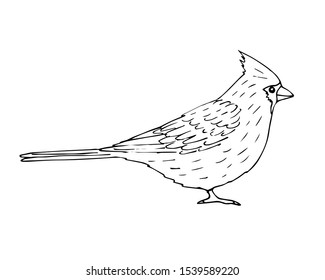 Vector hand drawn sketch outline red cardinal bird isolated on white background