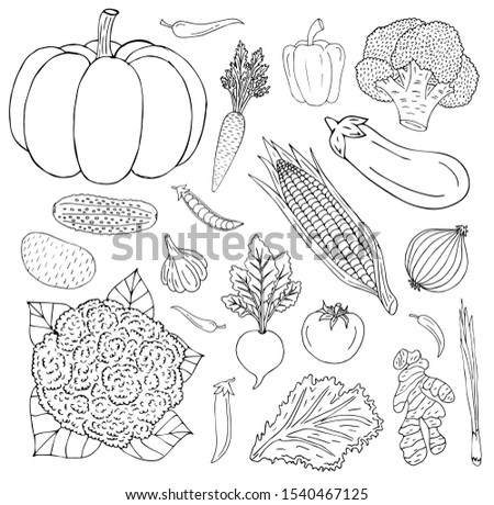 Vector hand drawn sketch outline set bundle of vegetables isolated on white background