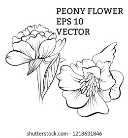 Vector hand drawn sketch of Peony flower illustrated in black and white with outlines