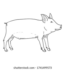 Vector Hand Drawn Sketch Piglet Illustration