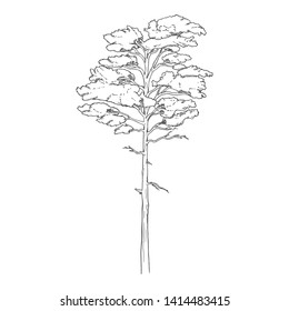 Vector Hand Drawn Sketch Pine Tree