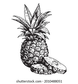 Vector hand drawn sketch pineapple and sliced pieces. Tropical summer fruit engraved style illustration. Detailed food drawing. Great for label, poster, print